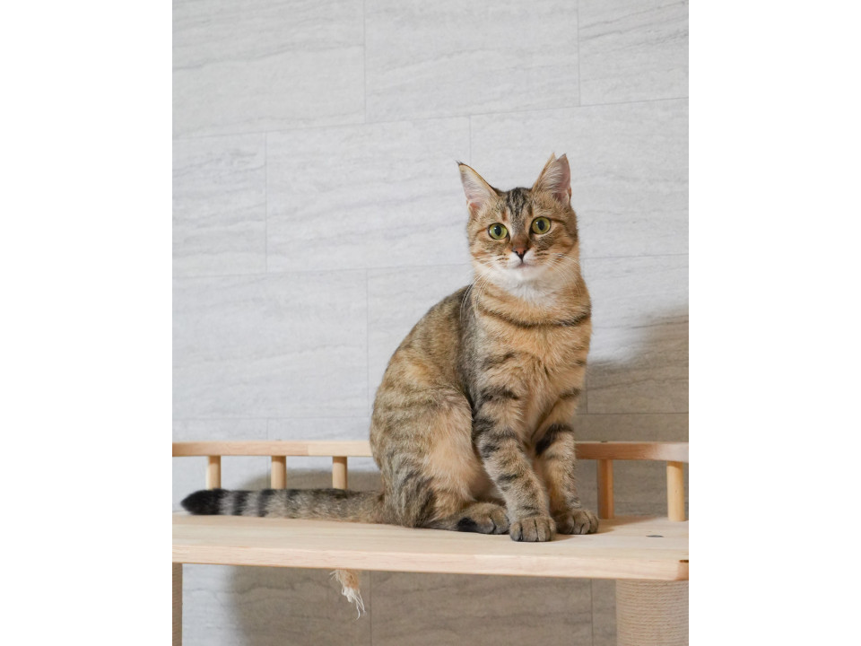 小柄な美猫さん|麦わら模様の女の子