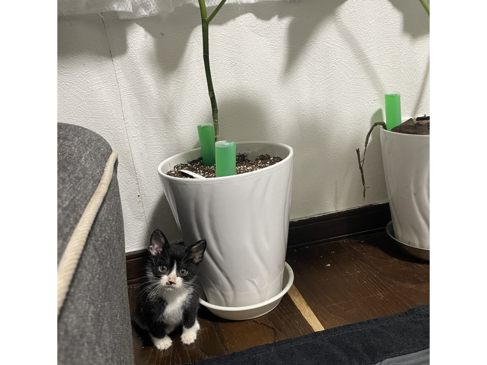 白黒ハチワレ縞模様?