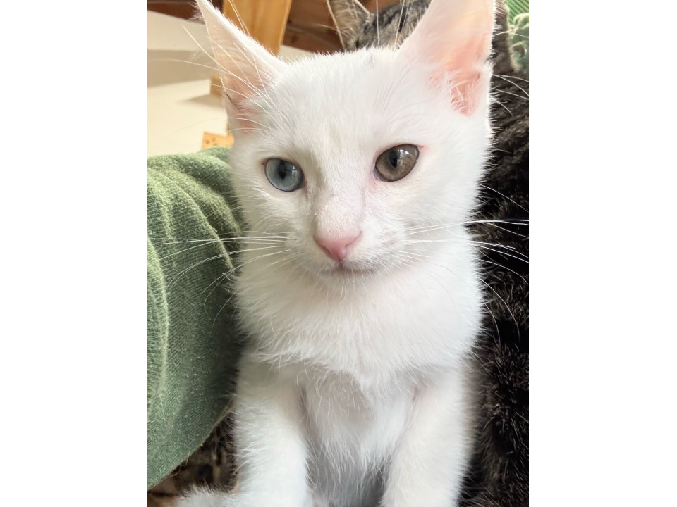 オッドアイのしろちゃん