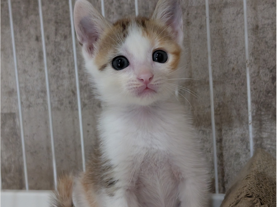 9月1日生まれ甘えん坊の仲良し4兄弟