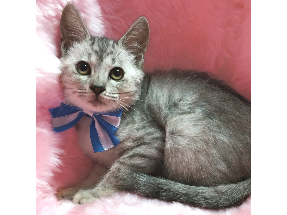 美しいシルバーの美猫『しおちゃん』２カ月