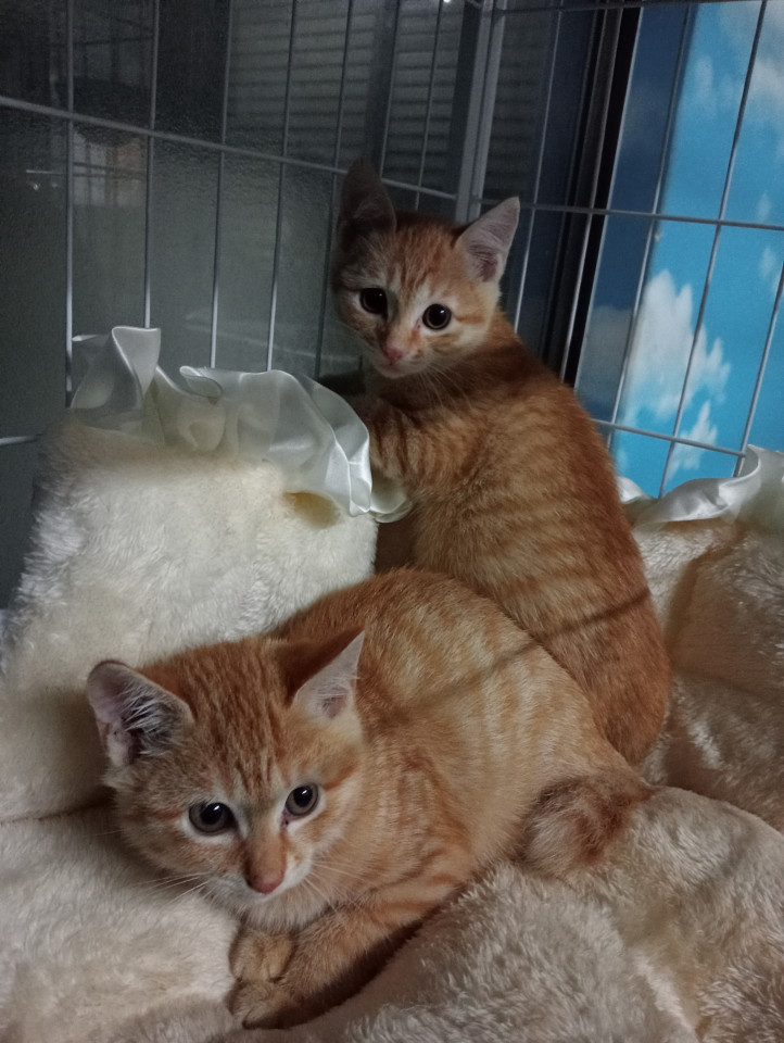 可愛い茶トラ子猫兄弟