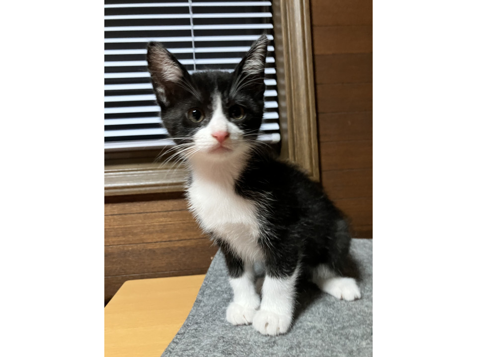 可愛らしいハチワレ　リルちゃん