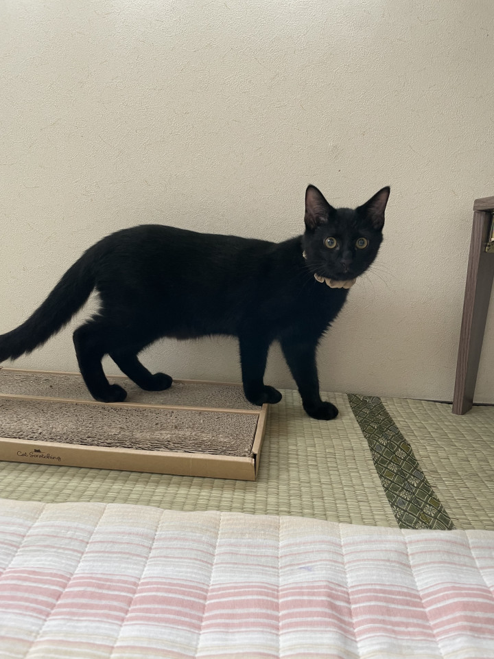 黒猫の子猫