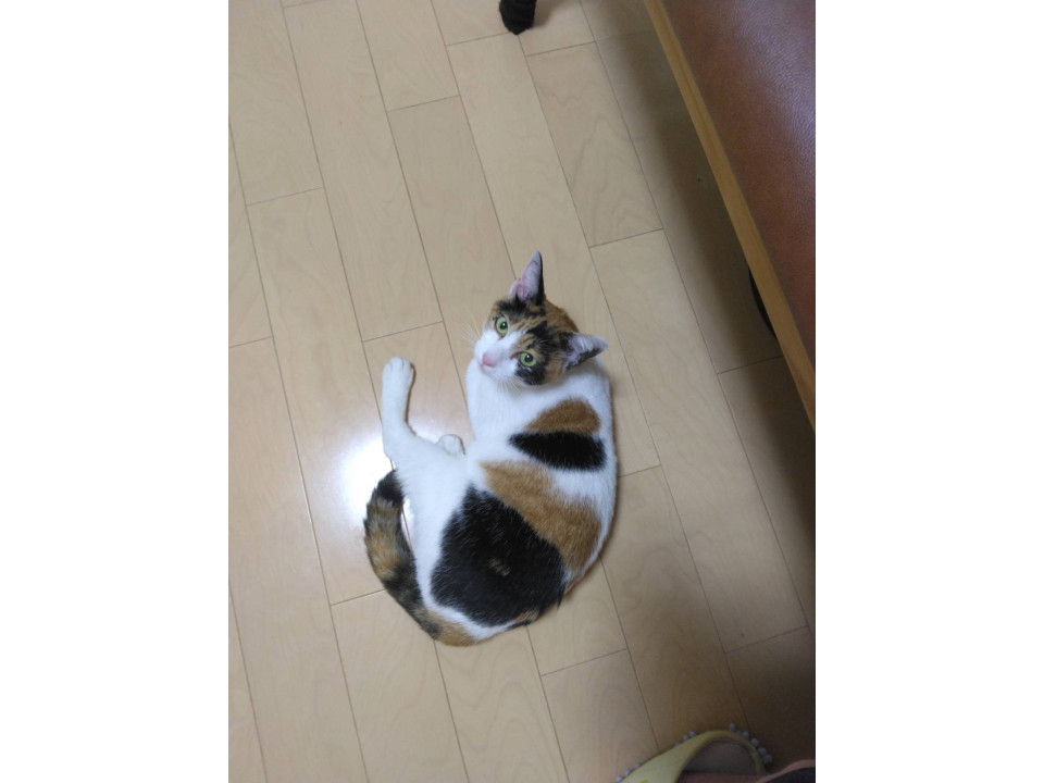 人間大好き三毛猫ちゃん