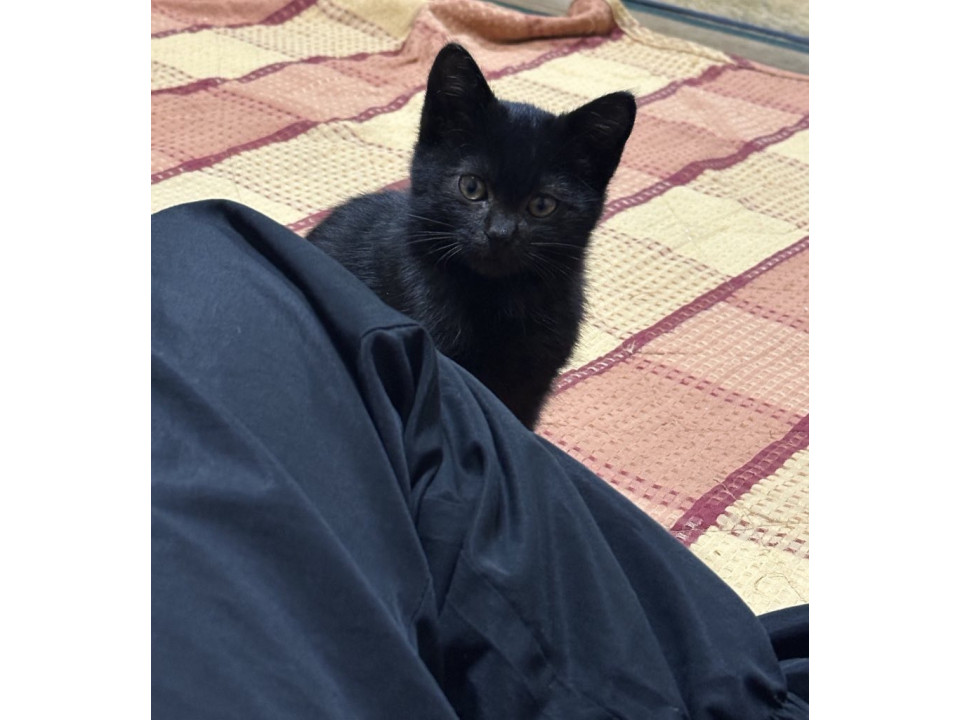 カギしっぽくろねこちゃん