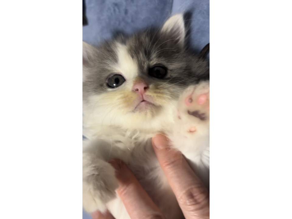 長毛かわいこちゃん