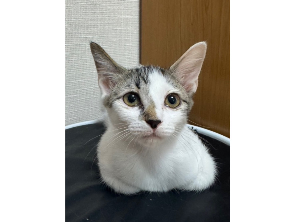 小さめな身体の三毛ちゃんです♡