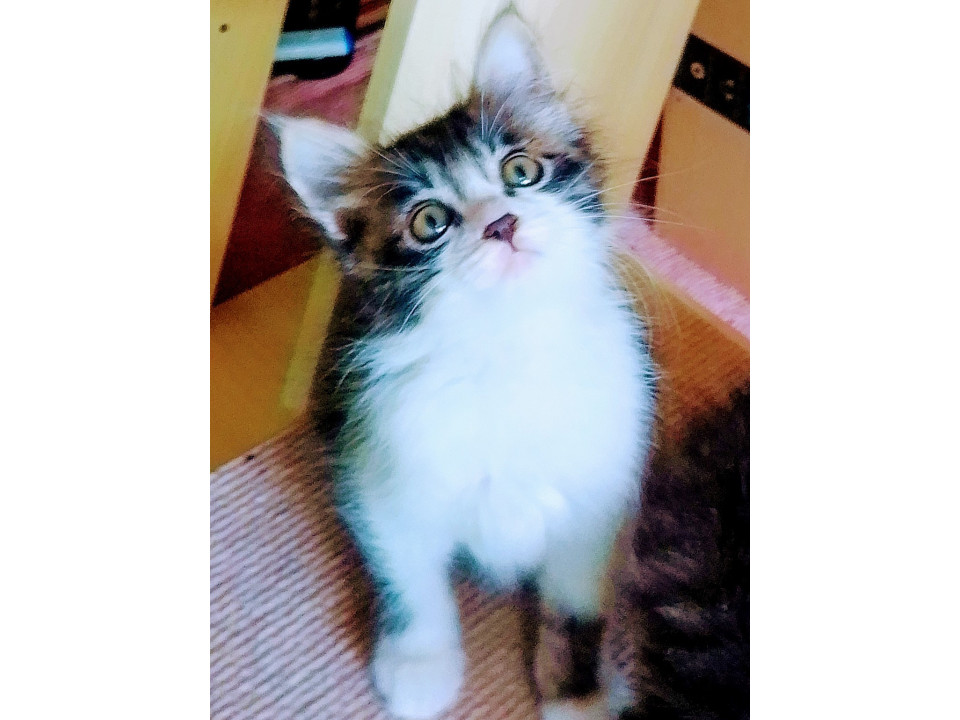 長毛ふわっふわっまんまるなキジ白