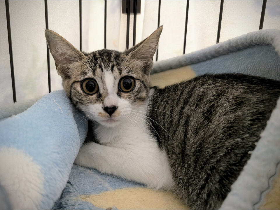 可愛いキジシロちゃん見学随時受付中！