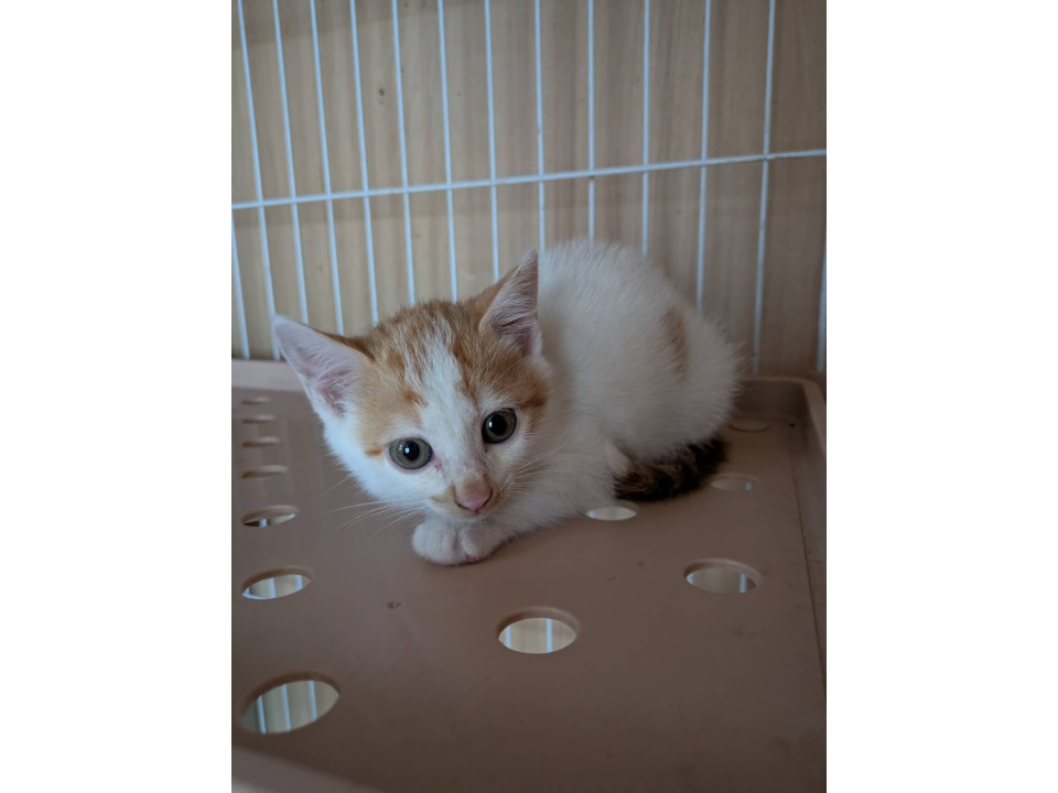 めちゃくちゃ可愛い茶白ちゃん