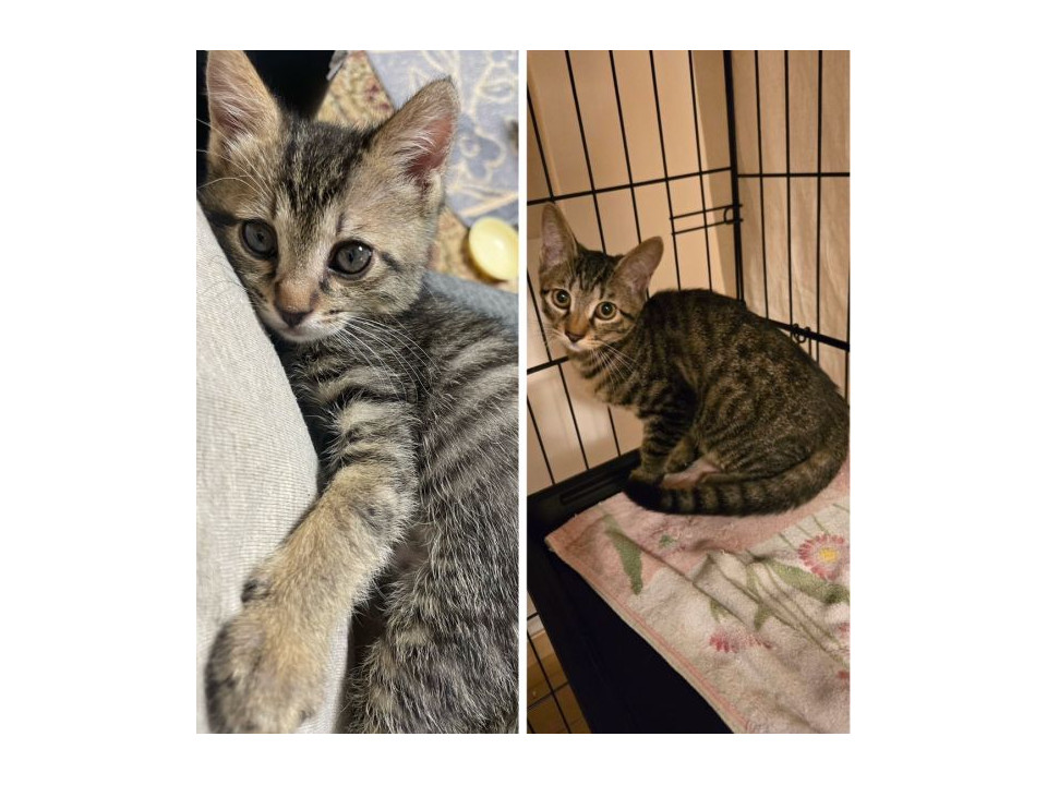 人懐こい!甘えっ子可愛いキジトラ女の子