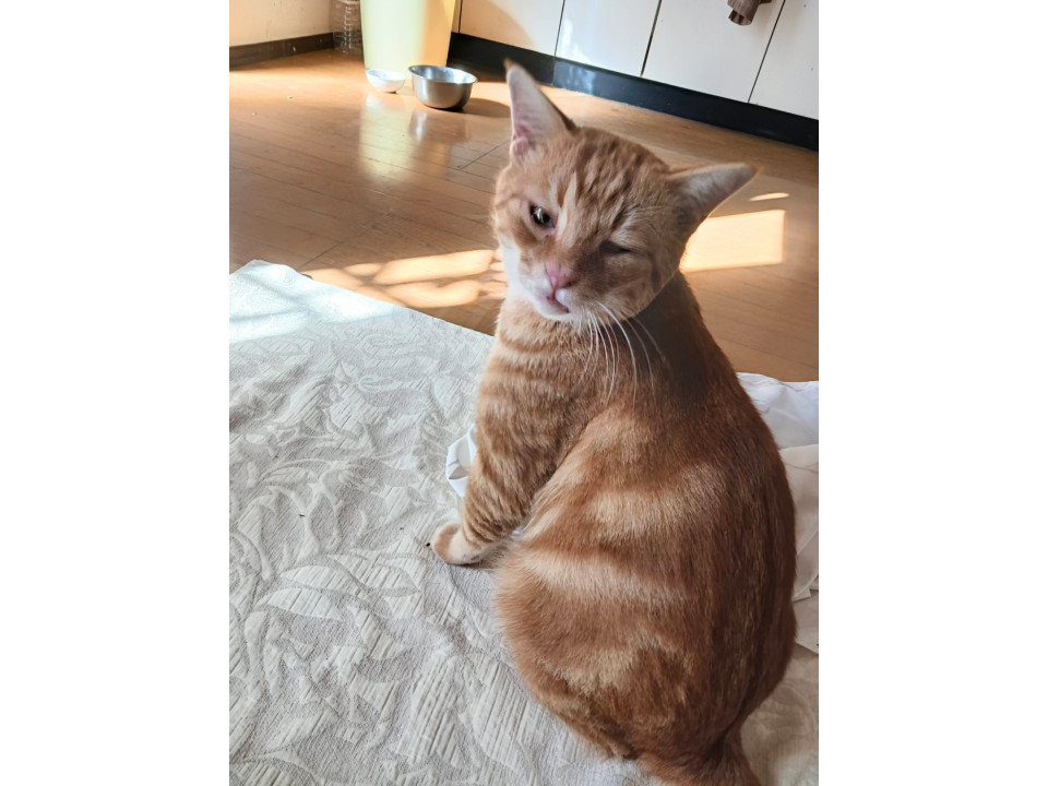 ゆるキャラ茶太くん、アメショ風