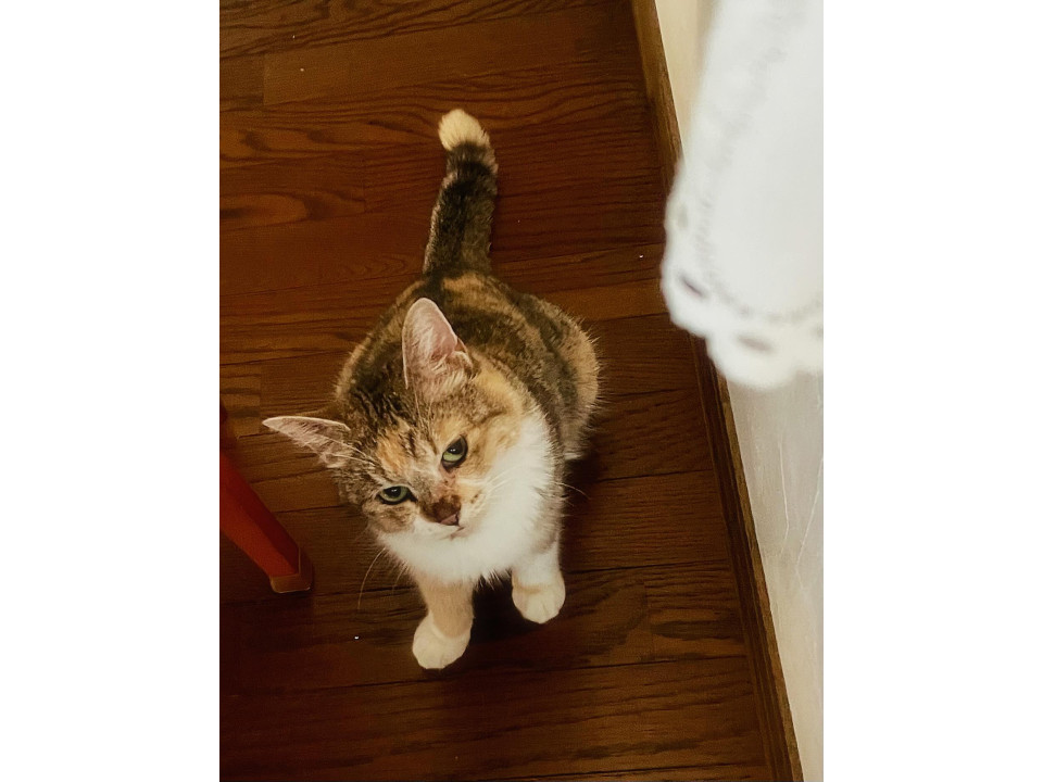 キジ三毛の女の子 マンチカン風