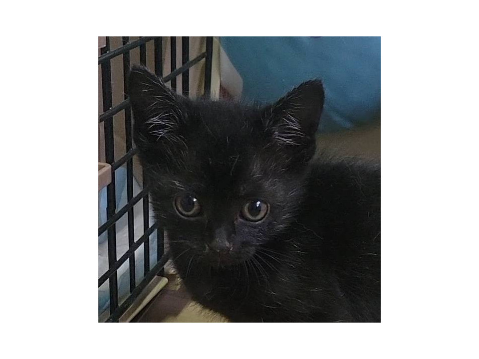 2025年9月生☆おっとり♡黒猫くんฅ