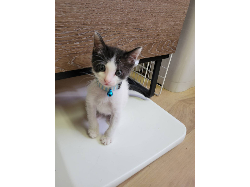 週末セール　国内作家 ハチワレ猫ちゃん ハチワレ猫ちゃんの小皿 | iichi 日々の暮らしを心地よくする