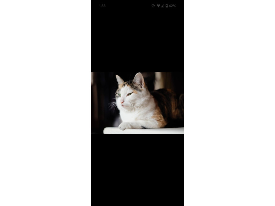 三毛猫さん3歳くらい