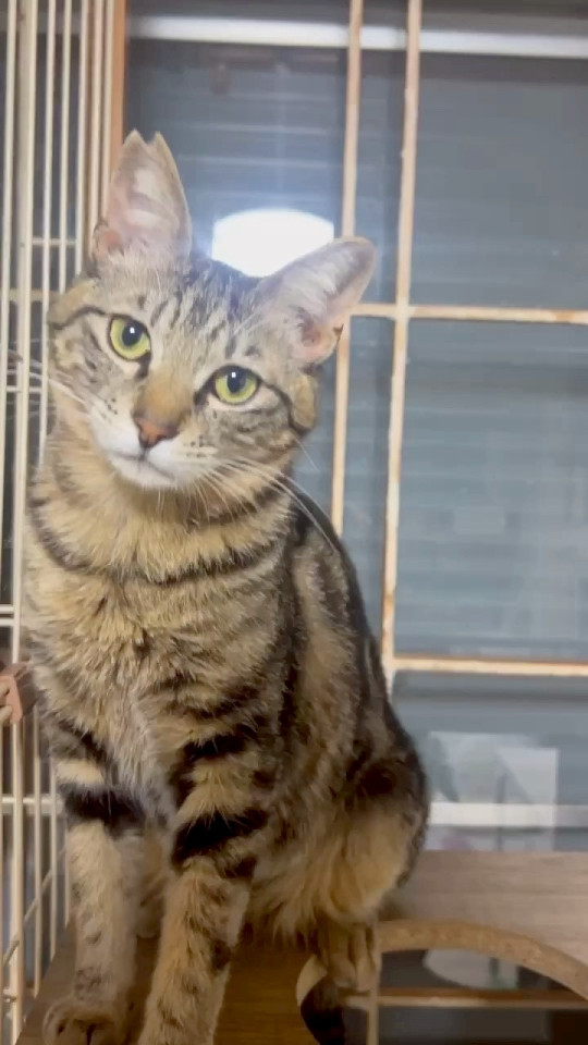 アメショー柄の様な男の子