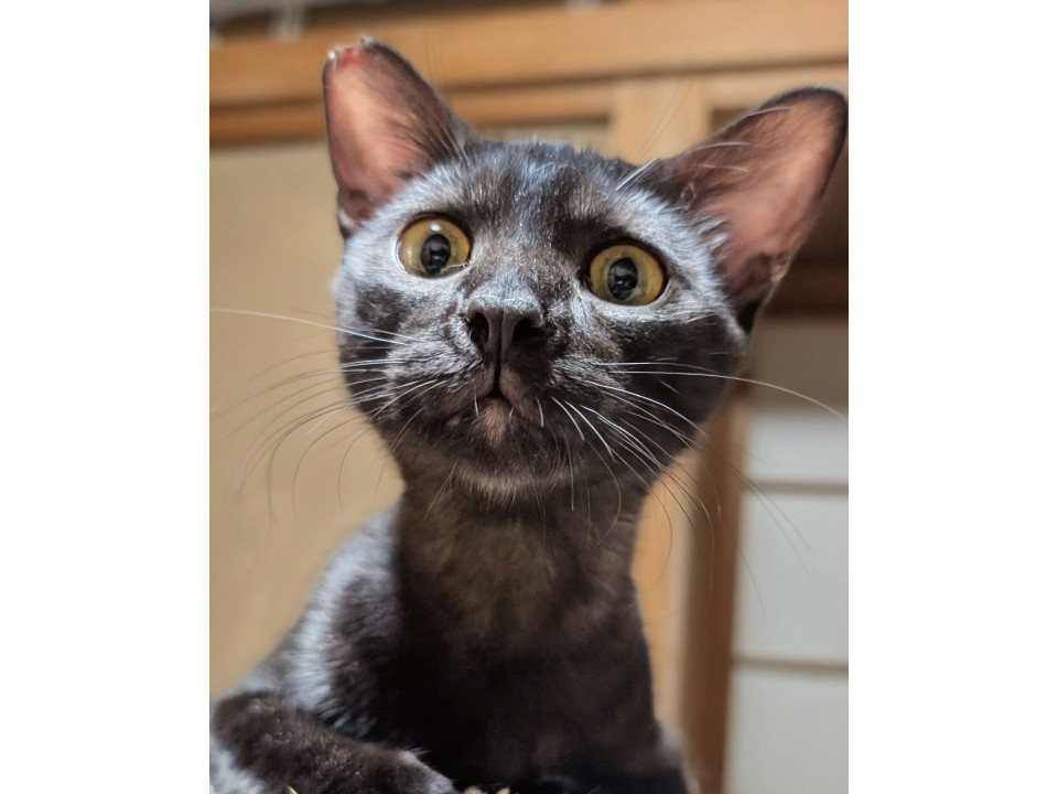 そう太郎☆10/26(日)譲渡会参加予定