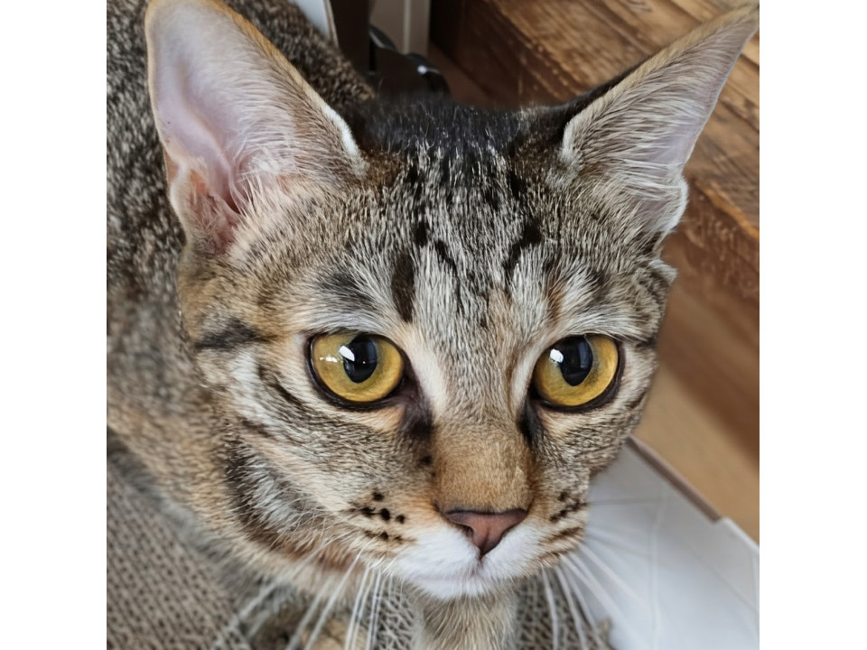 コーミー☆10/26(日)譲渡会参加予定