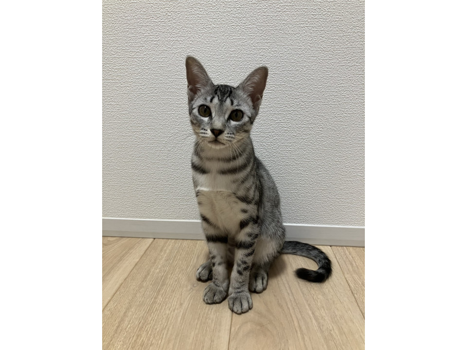 シャーペット☆10/26(日)譲渡会予定