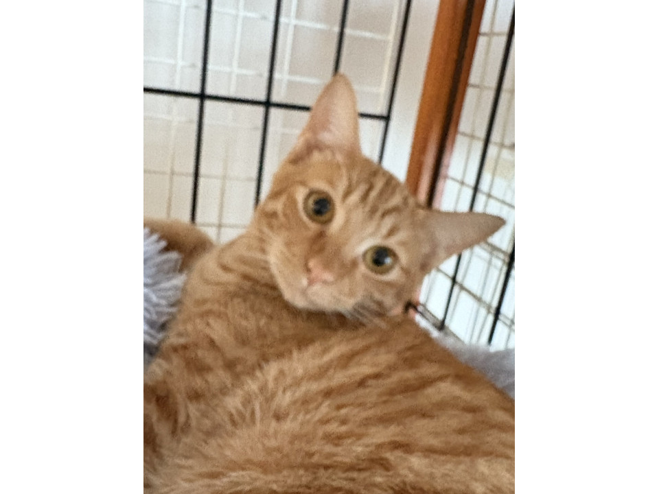 七茶☆10/26(日)譲渡会参加予定