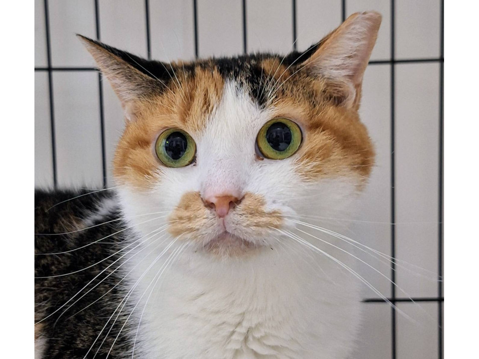 ザ・三毛猫❤️すずのちゃん