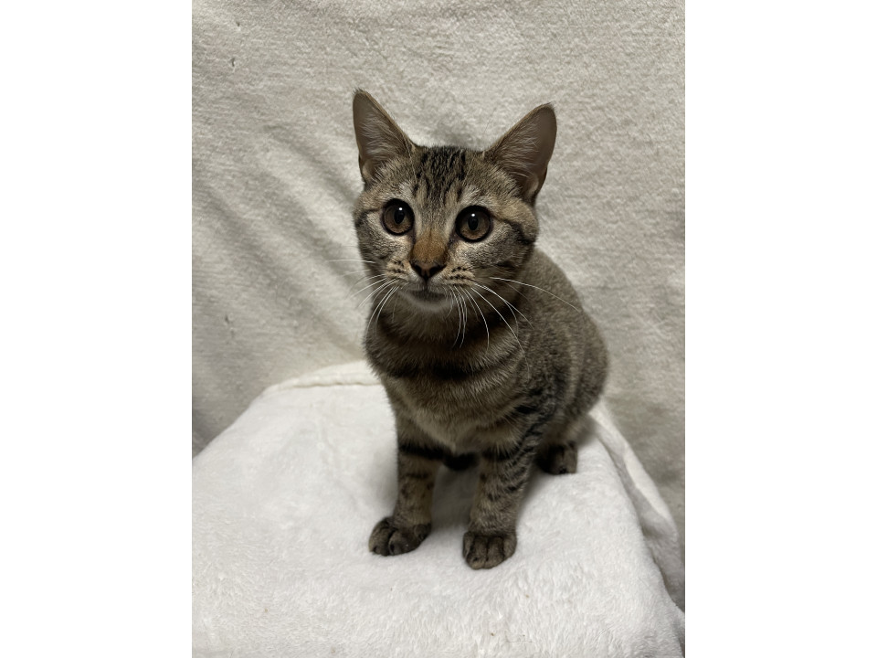 生後4ヶ月・キジトラの可愛い女の子