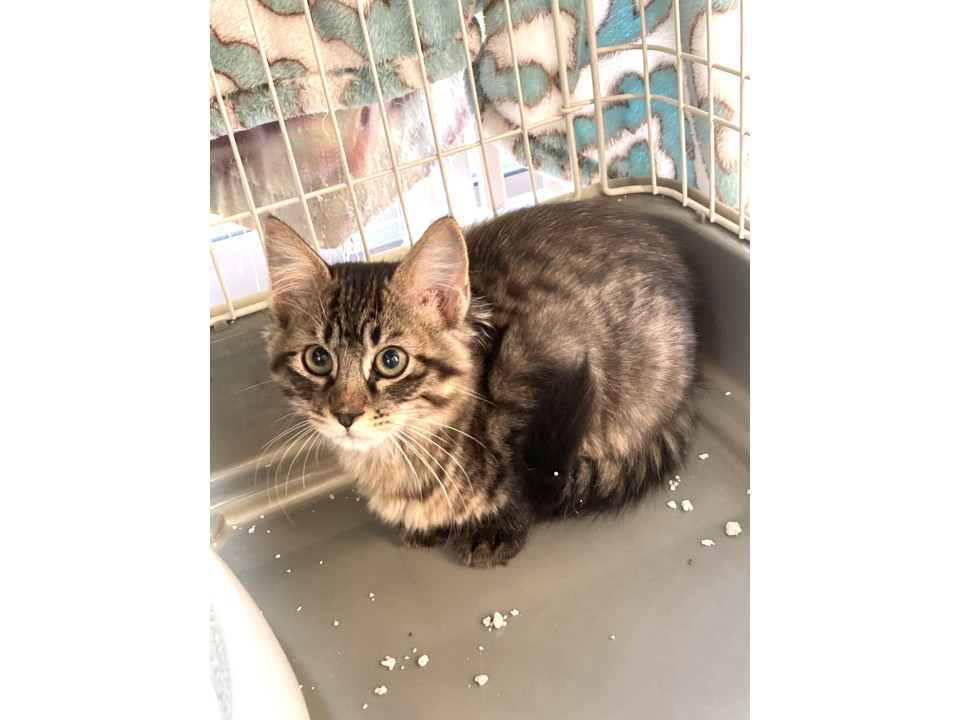 遊び好きの可愛いキジトラ長毛エルちゃん