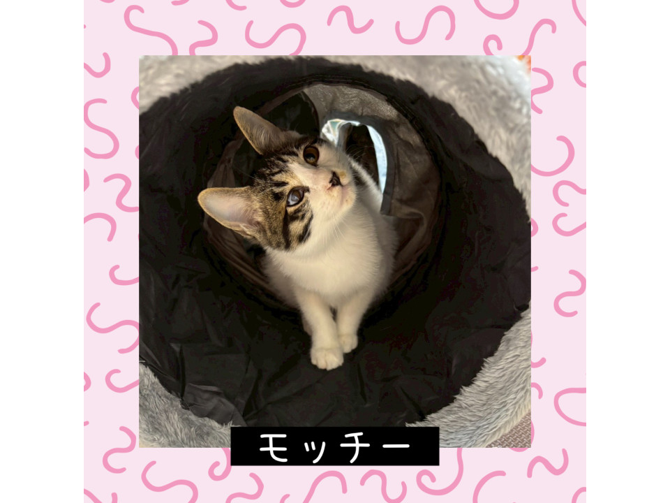 モチモチの手触り❤️モッチー