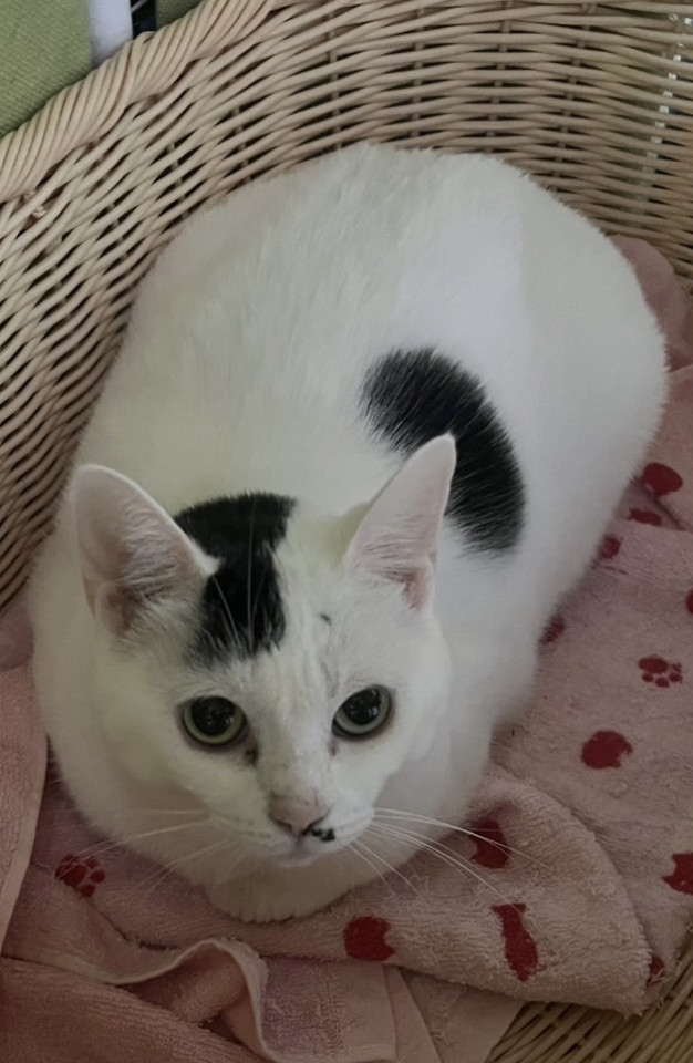 鼻から♡飛ばしちゃん♡ゆきの