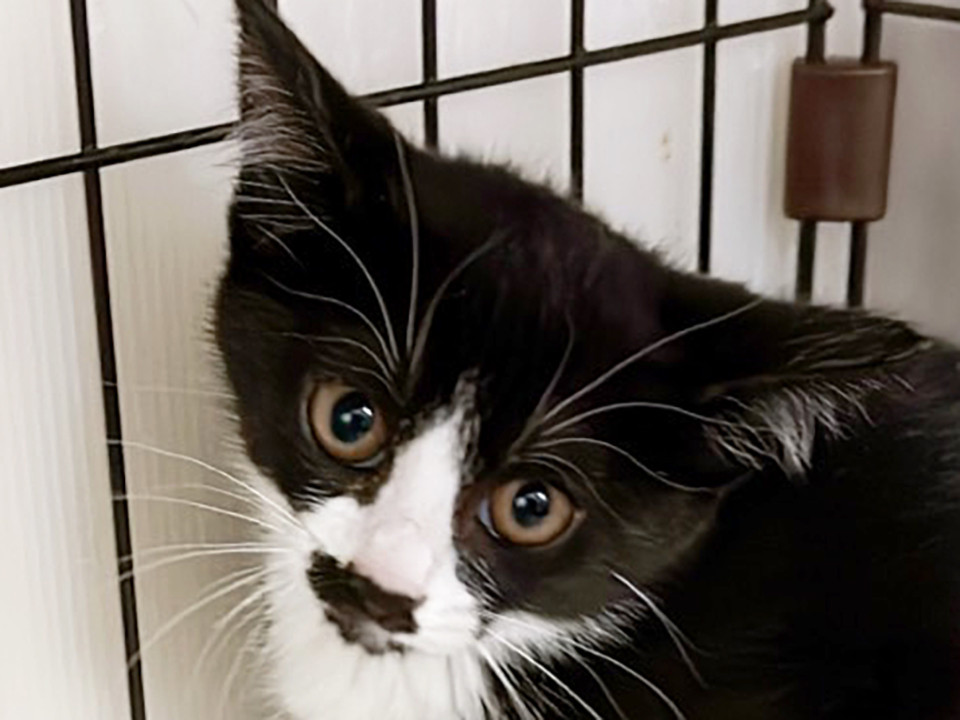 ちょびヒゲ白黒猫♀梅ちゃん約5ヵ月半