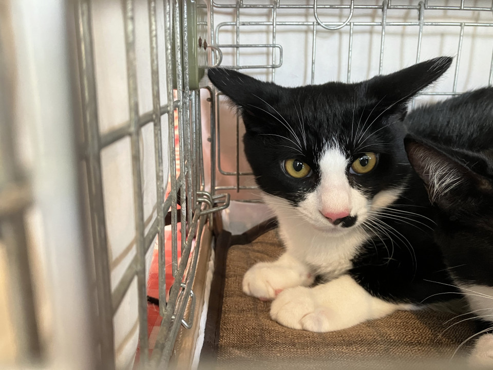 片ヒゲ白黒猫♂仁くん約5ヵ月半