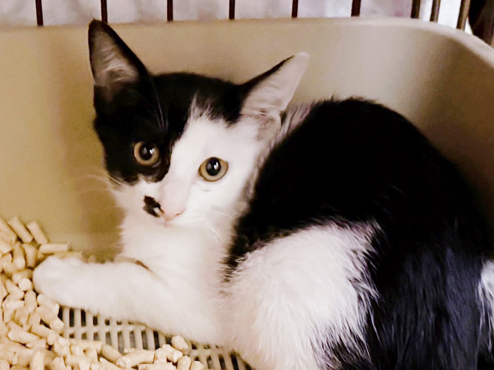 兄妹唯一の黒一転白黒猫♂イサキ4ヵ月