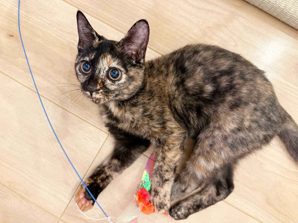 一番の甘えん坊♀サビ猫うぐい4ヵ月