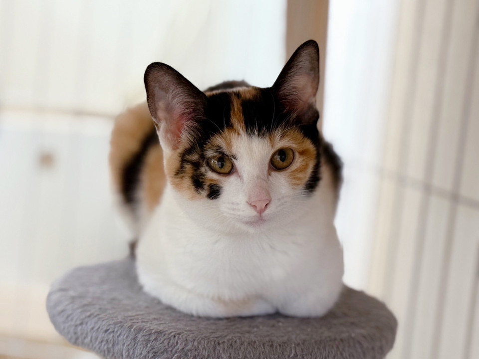 三兄妹お姉さん三毛猫♀やまめ4ヵ月