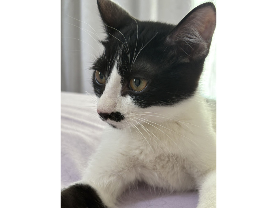 やんちゃ坊主な白黒猫♂ちっぴ6ヵ月半