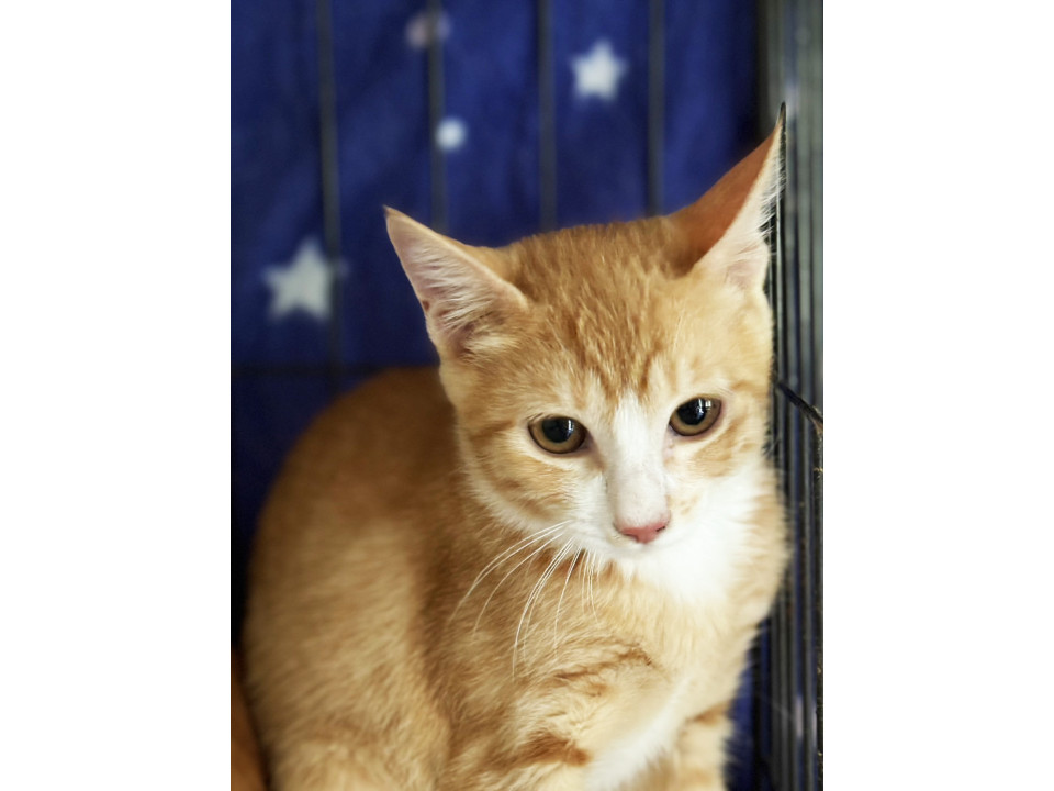 緊張気味な茶白猫♀春菊6ヵ月