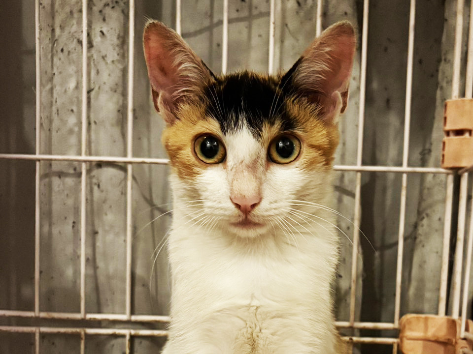 一人ぼっちだった三毛猫みつびし♀4ヵ月