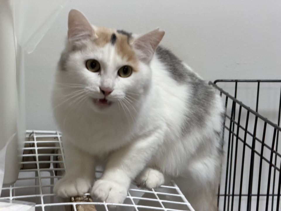 美人な長毛パステル三毛ちゃん