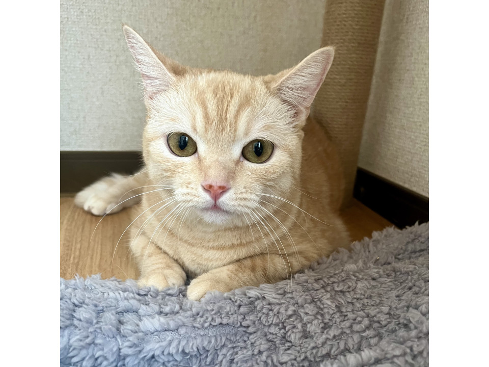 中足?マンチカンの女の子