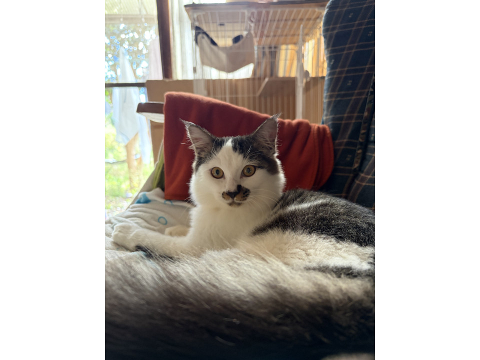 もふもふ中毛の男の子