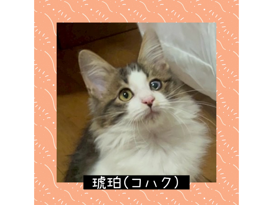 ふわふわで可愛い❤️コハクくん