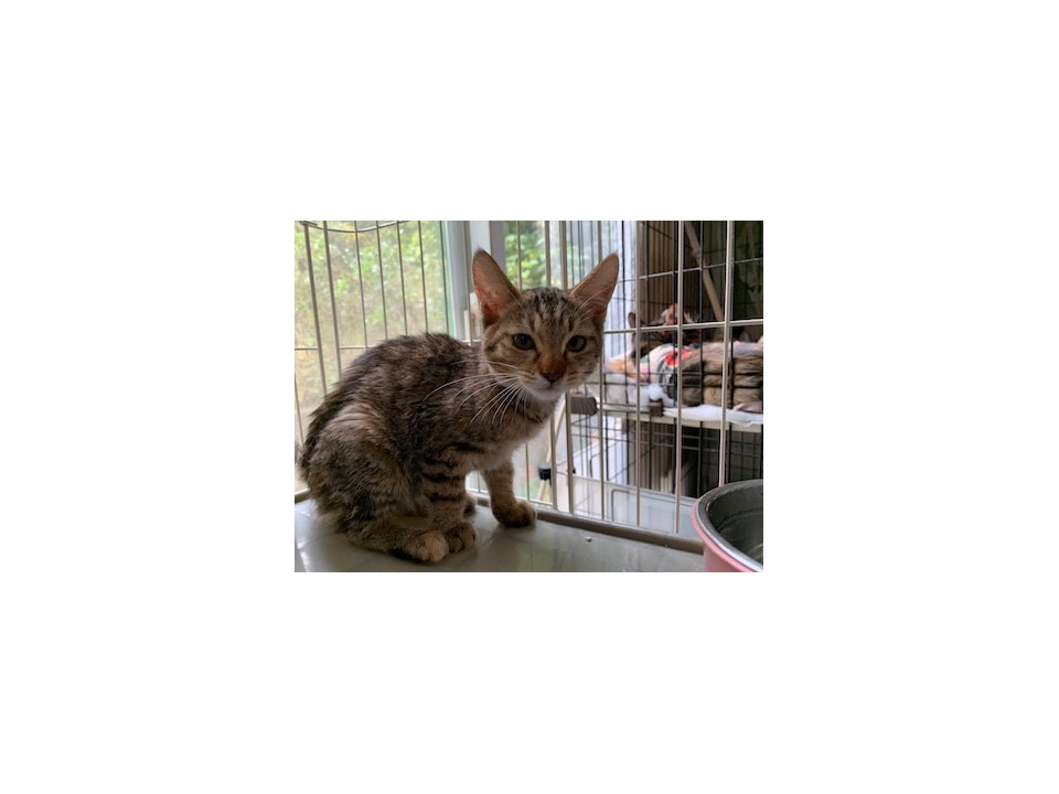 可愛い麦わら色のキジトラ