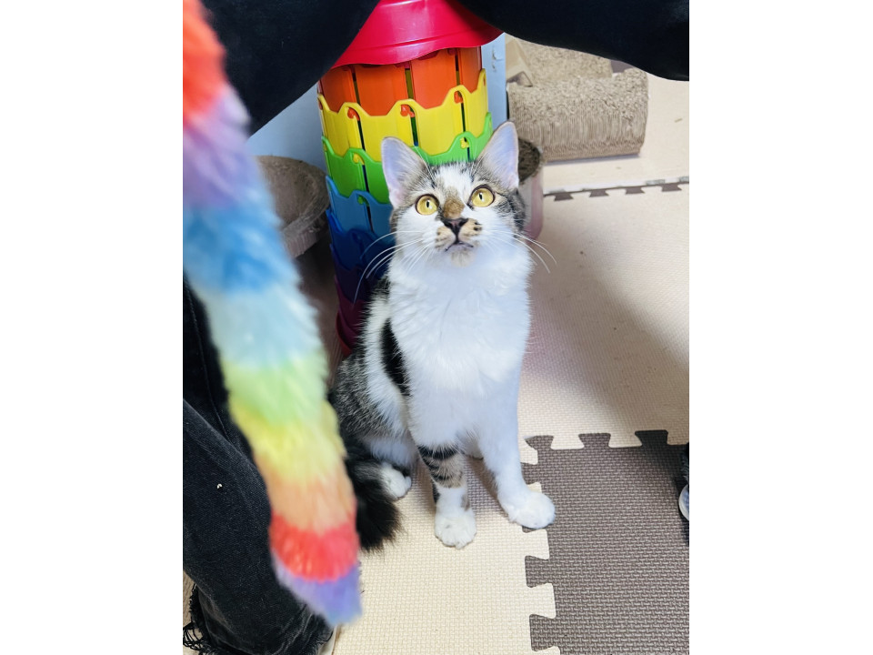 ソマリmix系〜半長毛のお姫様?