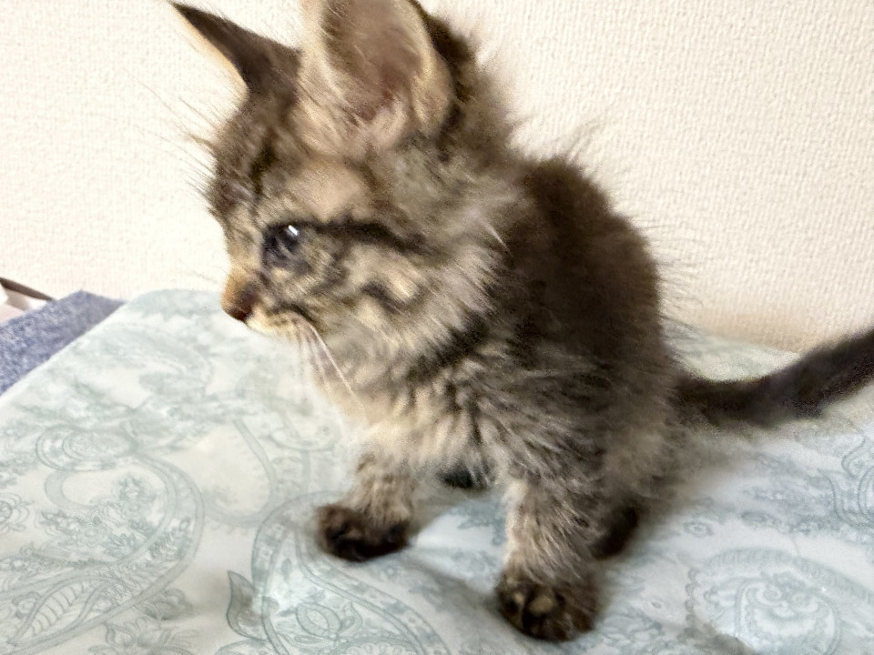 長毛仔猫です よろしくお願いします