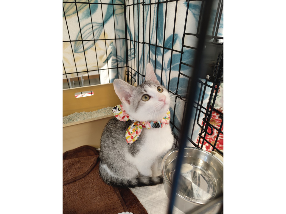 シルバーホワイトの美人さん