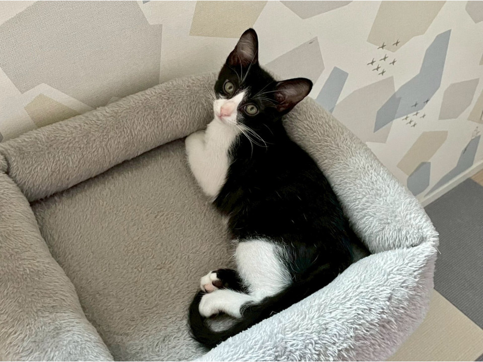 白黒のコントラストが美しい イケメンくん