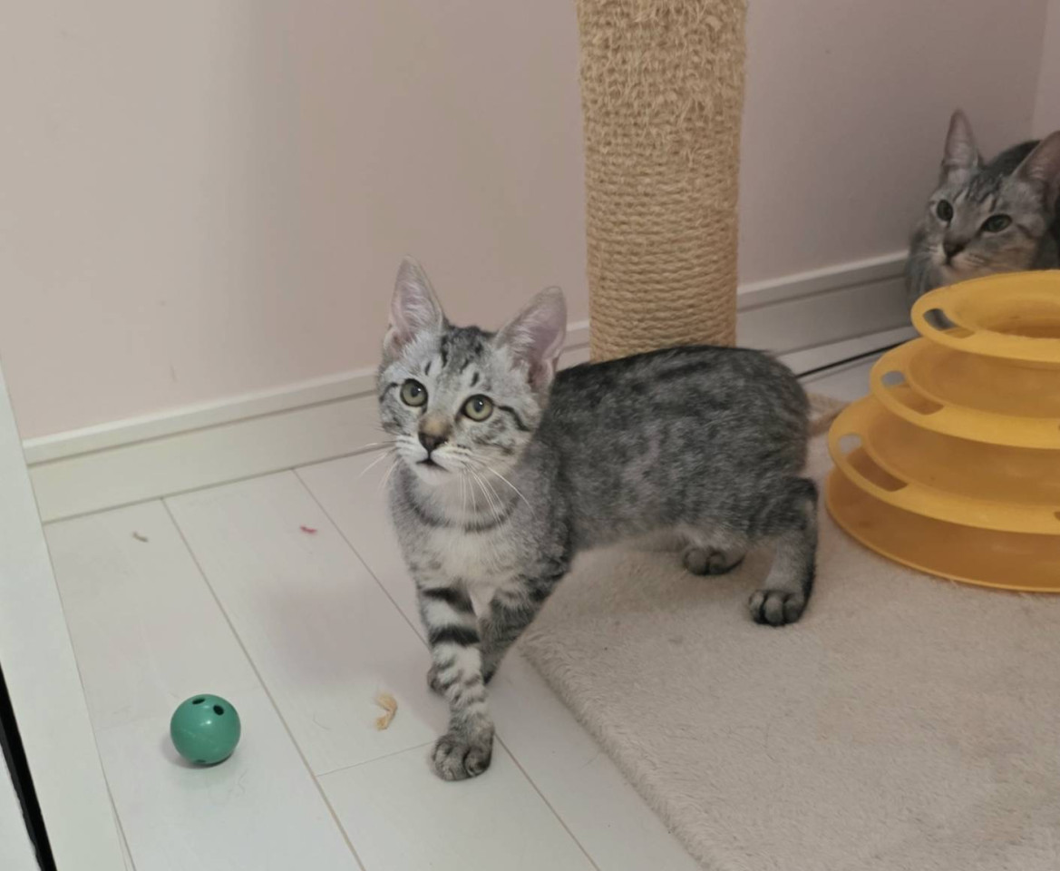 イケメンな顔立ちのサバトラ君 男の子