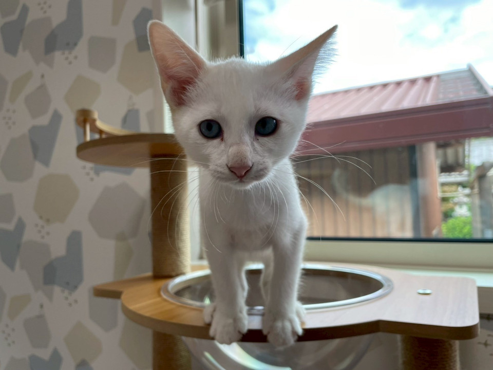 ほぼ白猫 少し茶トラ 青い目の男の子